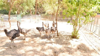 رئيس جامعة أسيوط يفتتح مزارع النعام ووحدة استخراج الدقيق الخالي من الجلوتين (صور) 