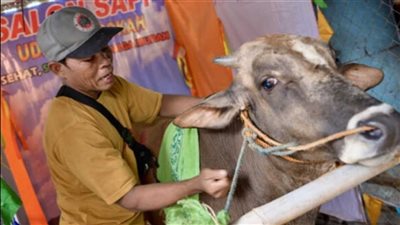  صالون لتدليك الأبقار قبل ذبحها في إندونيسيا