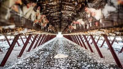  4 تطورات مقلقة، هل تكون أنفلونزا الطيور 