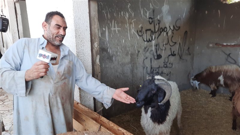 أكبر خروف في الإسماعيلية،
