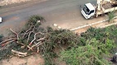 رئيس محبي الأشجار تكشف مفاجأة صادمة بشأن ظاهرة القطع