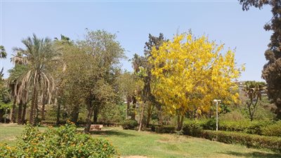 التنمية المحلية تكشف تفاصيل زراعة 10.6 مليون شجرة بالمحافظات (إنفوجراف) 