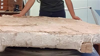 عمرها 100 مليون سنة، اكتشاف نوع جديد من الزواحف المجنحة