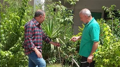 لليوم الثاني، تنفيذ المرحلة الثانية من مبادرة زراعة 100 مليون شجرة في الدقهلية