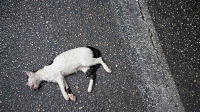 جدل في المغرب بسبب العثور على قطط مجمدة