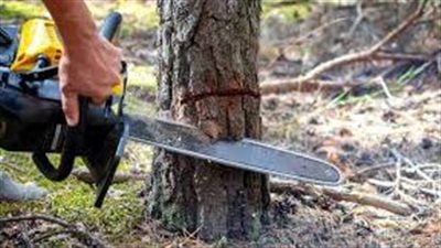 تفسير حلم قطع الأشجار في المنام وعلاقته بحدوث شيء غير مرغوب فيه 