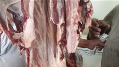 طب بيطري الأقصر: ضبط 90 كيلو لحوم مذبوحة خارج المجزر وتحرير 6 محاضر