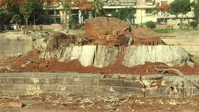 محافظة الإسكندرية تكشف حقيقة صور قطع الأشجار بمنطقتي سبورتنج وكليوباترا