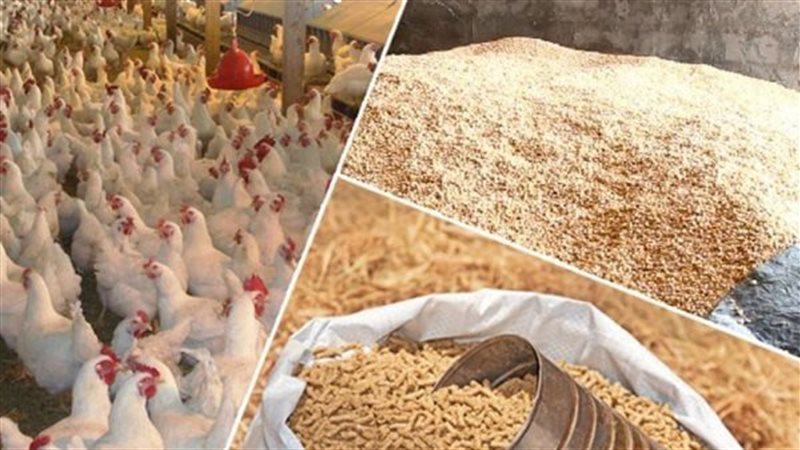 أسعار الأعلاف اليوم