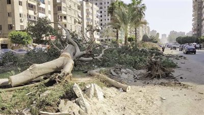 خبير أراضي يحذر من قطع الأشجار: تعليمات أممية تلزم بزراعة شجرتين عند اقتلاع واحدة