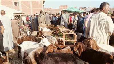 الفرصة الأخيرة قبل العيد، زحام شديد في سوق المواشى بالشرقية (صور)
