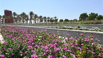  الإسكان: زراعة 46 ألف شجرة ونخلة في العاصمة الإدارية (صور)