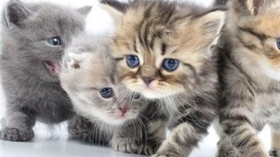 دراسة تكشف تأثير الكلاب والقطط على رضا الإنسان عن حياته