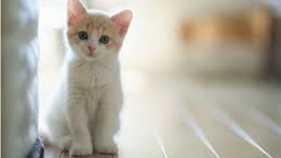 دراسة حديثة تكشف الأسباب الخفية وراء خدش القطط للأثاث