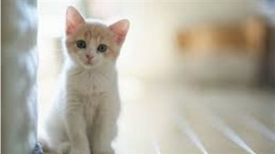 ربطوها بالحج وأسطورة مائدة سليمان، النشطاء يكشفون سر اختفاء القطط في عيد الأضحى