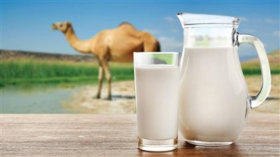 تفسير حلم لبن الإبل في المنام وعلاقته بتحقيق الأرباح الكبيرة قريبا 