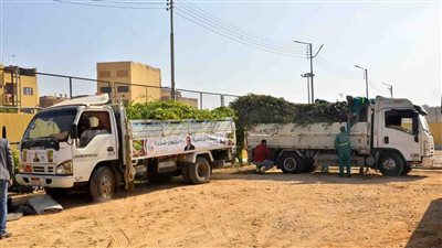 زراعة 250 ألف شجرة ضمن المبادرة الرئاسية 