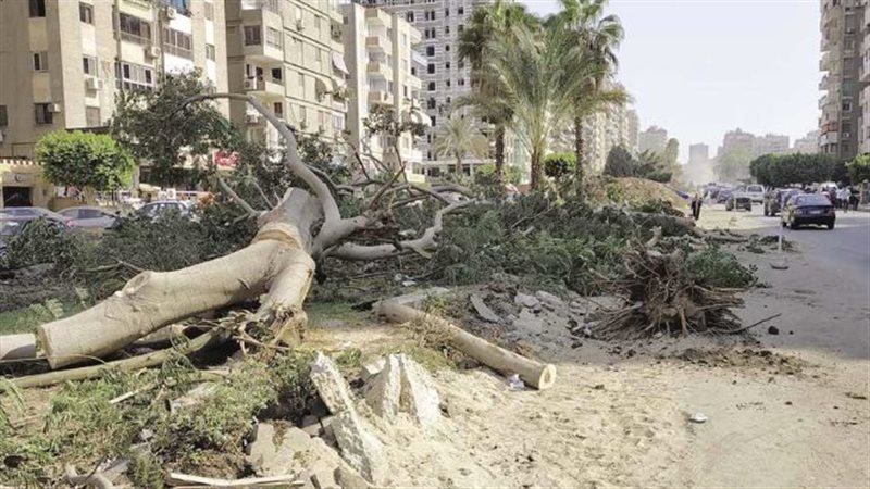 قطع الاشجار،فيتو