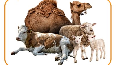 5 فوائد للحوم الأضاحي (إنفوجراف)