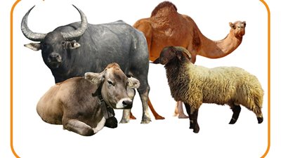 أفضل أنواع لحوم الأضاحي (إنفوجراف)