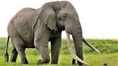 تفسير رؤية الفيل في المنام وعلاقته بالذهاب إلى الحج  