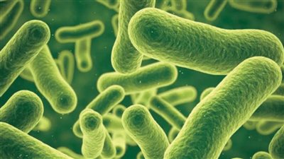 متلازمة الصدمة السامة، ارتفاع مصابي بكتيريا آكلة اللحم في اليابان إلى 977 حالة 