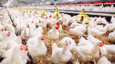 تعرف على أسعار الدواجن في أول أيام عيد الأضحى