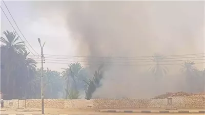 حريق يلتهم 300 نخلة في الوادي الجديد (صور)