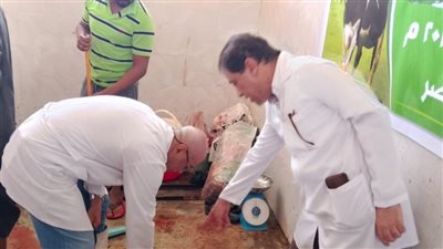 طب بيطري الأقصر: ذبح الأضاحي مجانا طوال أيام العيد