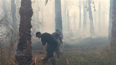 السيطرة على حريق بإحدى مزارع النخيل في الوادي الجديد