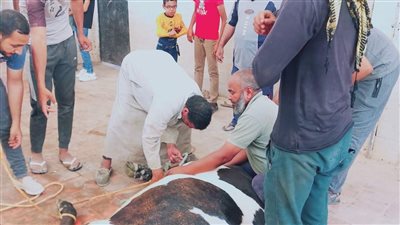 مجازر الوادي الجديد تواصل تقديم خدماتها مجانا للمواطنين (صور)