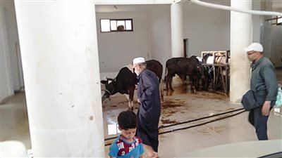 ذبح 467 رأس ماشية في مجازر شمال سيناء