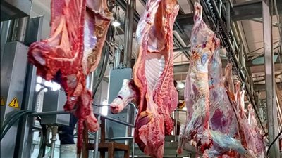 هدية الأوقاف للأسر الأولى بالرعاية في عيد الأضحى.. الوزارة تواصل تجهيز لحوم الأضاحي تحت إشرف بيطري.. وإنطلاق التوزيع بالجيزة الخميس القادم