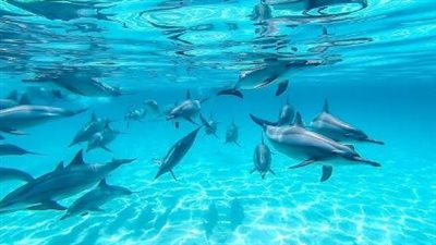 بيت الدلافين، محمية صمداي بمرسى علم وجهة سياحية فريدة