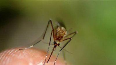 وفاة 11 إسرائيليا وإصابة 153 آخرين بحمى غرب النيل