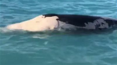 نفوق حوت بالساحل الشمالي، والبيئة تجري تحقيقات لمعرفة السبب