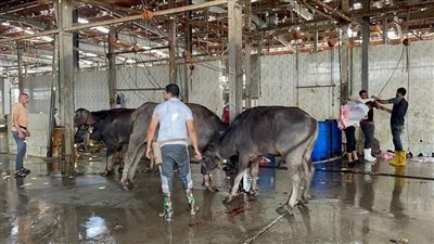 ثالث أيام العيد، توزيع لحوم 9 أضاحي على المستحقين بالإسماعيلية 