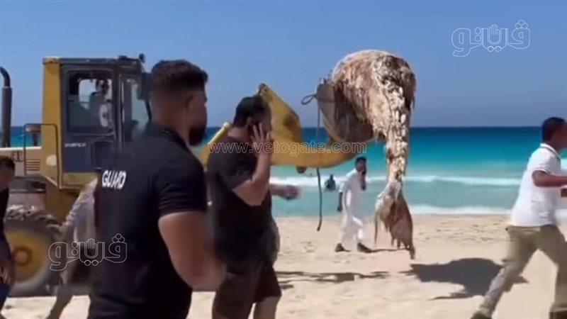 صورة من حوت في الساحل