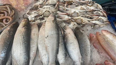أسعار السمك اليوم، الكابوريا تبدأ من 40 جنيهًا في سوق العبور