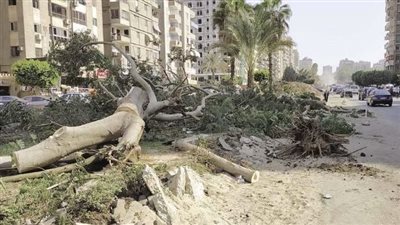 ما حكم قطع الأشجار لتوسيع الطريق العام؟ الإفتاء تجيب 