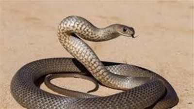 تفسير حلم ضرب الثعبان في المنام وعلاقته بتحقيق النجاح والتغلب على المصاعب