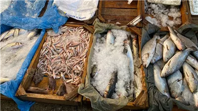 أسعار السمك اليوم، السردين يسجل 100 جنيه في سوق العبور