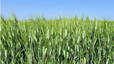 تفسير رؤية القمح في المنام وعلاقتها باستقرار الحياة الزوجية 