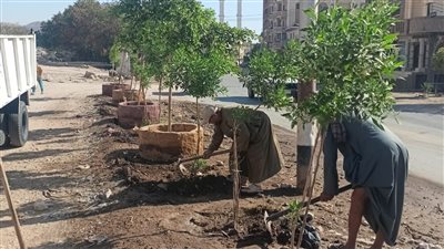 محافظ أسيوط: استمرار أعمال تشجير مسار رحلة العائلة المقدسة بدرنكة (صور)