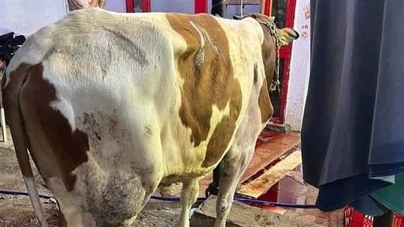 العجل الترند قبل