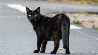 حكاية قط خطير يثير الذعر في بلدة جزائرية