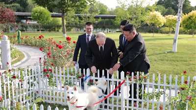 كنز وطني وتربى مع الذئاب، ما خصائص سلالة الكلاب المهداة لبوتين؟ (فيديو)