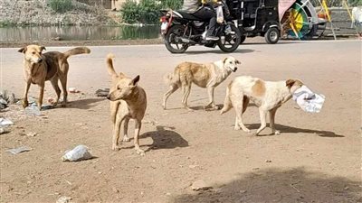 إصابة 12 شخصا بعقر كلب مسعور بقرية الرئيسية في نجع حمادي 