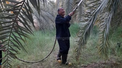 إخماد حريق مزرعة في الوادي الجديد (صور) 