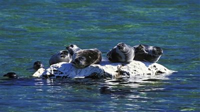 بسبب انجراف الجليد، نفوق عدد كبير من الفقمات بالبحر الأبيض 